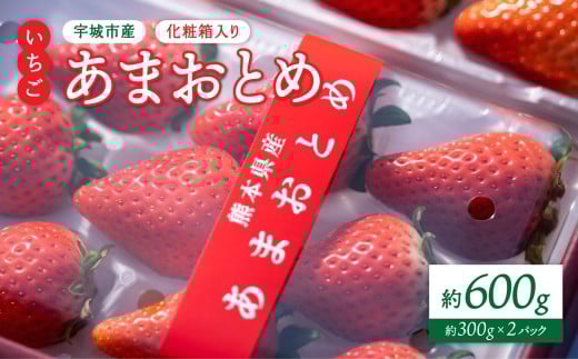 [2026年1月発送] 先行予約 いちご 化粧箱入り 宇城市産 あまおとめ 約600g(約300g×2パック) [2026年1月上旬〜2026年1月下旬頃発送予定] 合計600g 果物 くだもの フルーツ 果実 苺 イチゴ NAGATA FARM レビューキャンペーン