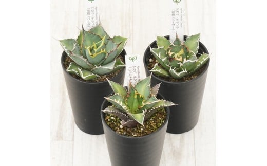 多肉植物 インテリア アガベ チタノタ銘品3種 セット 3.5号鉢 赤猫 シーザー パンダ 四国ガーデン 人気 観葉植物 グリーン リラックス 伊予市｜D56