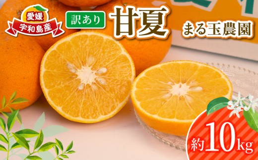 訳あり 甘夏 10kg まる玉農園 先行予約 わけあり 夏みかん 甘夏柑 あまなつ 愛媛ミカン 愛媛蜜柑 訳ありみかん 訳あり蜜柑 訳アリ 訳あり品 mikan 果物 くだもの フルーツ 柑橘 みかん 蜜柑 数量限定 産地直送 国産 愛媛 宇和島 B010-172005 2233478 - 愛媛県宇和島市
