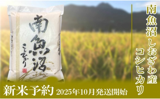 【新米予約・令和7年産】定期便６ヶ月【無洗米】2kg南魚沼しおざわ産コシヒカリ【2025年10月上旬より順次発送予定】 2199817 - 新潟県南魚沼市