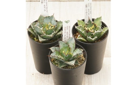 多肉植物 インテリア アガベ チタノタ銘品3種 セット 3.5号鉢 白鯨 シーザー ブラック＆ブルー 四国ガーデン 人気 観葉植物 グリーン リラックス 伊予市｜D54