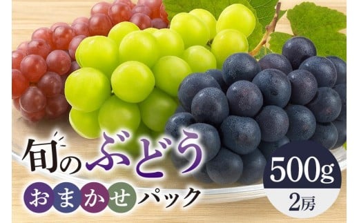 旬のぶどうお任せパック（種あり）　500g A14-016 2199873 - 茨城県石岡市
