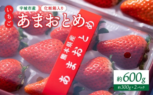 【2026年3月発送】 先行予約 いちご 化粧箱入り 宇城市産 あまおとめ 約600g（約300g×2パック） 【2026年3月上旬～2026年3月下旬頃発送予定】 合計600g 果物 くだもの フルーツ 果実 苺 イチゴ NAGATA FARM 