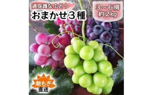 朝もぎ直送!!過保護に育った葡萄『おまかせ3種』3～6房(約2kg)※数量限定【1643715】