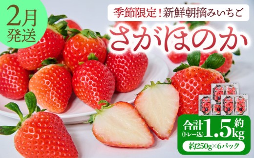 【2026年2月発送】 先行予約 季節限定！ 新鮮朝摘みいちご「さがほのか」約1.5kg （250g×6パック）だいこく農園 合計1.5kg いちご イチゴ 苺 ストロベリー 472934 - 熊本県宇城市