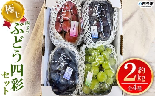 ＜西予の極上ぶどう四彩セット 約2kg＞ 果物 くだもの フルーツ ぶどう 葡萄 ブドウ 4種 詰め合わせ 食べ比べ 藤稔 瀬戸ジャイアンツ ゴルビー ピオーネ 紫玉 特産品 ファームNINOMIYA 愛媛県 西予市【冷蔵】『2025年8月中旬～9月中旬迄に順次出荷予定』 2201386 - 愛媛県西予市