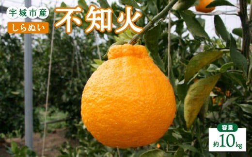 先行予約 不知火 10kg 【2026年2