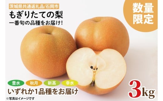 【8月下旬より発送】【数量限定】もぎりたての梨！3kg！一番旬の品種をお届け！（豊水・秋月・新高・幸水いずれか1品種）【茨城県共通返礼品/石岡市】【果物 くだもの フルーツ ナシ なし もぎたて 新鮮 旬 お取り寄せ 期間限定 茨城県 水戸市 】（KR-3）