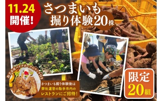 【20組限定！】11/24開催！　さつまいも掘り体験と取手市内レストランで味わう取手市産バナナポークのランチ（AS011）