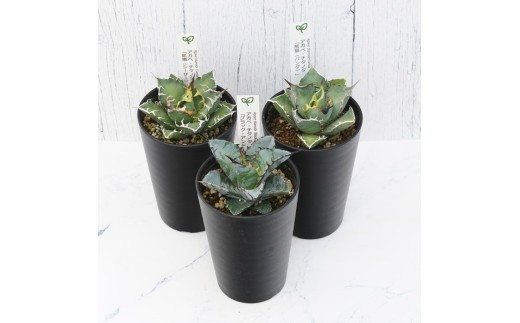 多肉植物 インテリア アガベ チタノタ銘品3種 セット 3.5号鉢 ブラック＆ブルー シーザー パンダ 四国ガーデン 人気 観葉植物 グリーン リラックス 伊予市｜D51 2201675 - 愛媛県伊予市