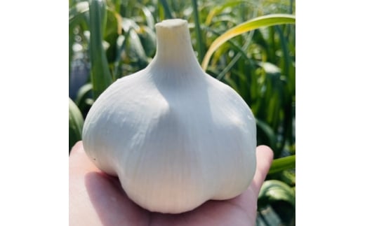 ＜テレビ紹介＞青森にんにく白玉王1kg (産地直送・農家レシピ付き)【1592810】