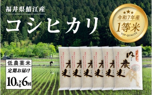 【令和7年産 新米！】【2025年10月上旬以降 順次発送予定】【6ヶ月連続お届け】令和7年産 内農米コシヒカリ定期便 10kg × 6回 計60kg [M-00502]　/ こしひかり 有機栽培 白米  精米 ご飯 コメ ごはん ライス 産地直送 鯖江市