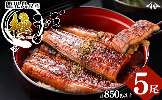 楠田の極うなぎ 蒲焼き 170g以上×5尾(計850g以上) c7-004 470175 - 鹿児島県志布志市