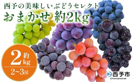 ＜西予の美味しいぶどう セレクトセット／おまかせ 約2kg＞ 果物 くだもの フルーツ ぶどう 葡萄 ブドウ セット 詰め合わせ つめあわせ 食べ比べ お楽しみ おまかせ 野菜ソムリエ 食べて応援 特産品 産地直送 西予ぶどう倶楽部 愛媛県 西予市【冷蔵】『8月中旬から9月上旬迄に順次出荷予定』