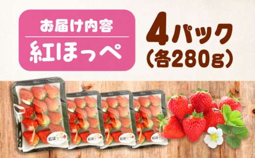 「紅ほっぺ」専門のいちご農園がお届け いちご 苺 イチゴ 果物 フルーツ 