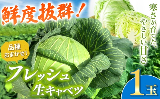 【 先行予約 】 キャベツ 1玉 鮮度抜群! 農業家が手がける旨味な きゃべつ | うの福商店 うのふく とろける 味自慢 フレッシュ 新鮮 ロールキャベツ 存在感 回鍋肉 煮込み料理 千葉県 君津 きみつ 2215176 - 千葉県君津市