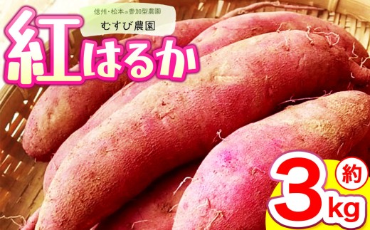 信州・むすび農園のさつまいも（紅はるか）約3kg | 農薬不使用 化学肥料不使用 植物性肥料 無農薬 旬の野菜 野菜 やさい さつまいも サツマイモ ヘルシー 健康 長野県 松本市 2330170 - 長野県松本市