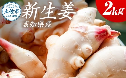 ハウス新生姜 2kg 2キロ しょうが ショウガ 新鮮野菜 野菜 お取り寄せ 美味しい 料理 生姜焼き 漬物 サラダ 新鮮 国産 日本産 ジンジャー 冷蔵 配送