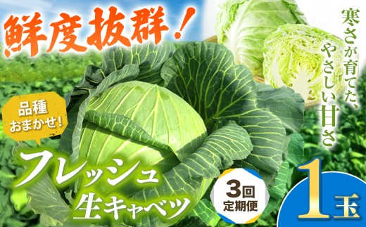 【 先行予約 】 【 定期便 3回 】 キャベツ 1玉 鮮度抜群！ 農業家が手がける旨味な きゃべつ | うの福商店 うのふく とろける 味自慢 フレッシュ 新鮮 存在感 ロールキャベツ 回鍋肉 煮込み料理 千葉県 君津 きみつ 2215177 - 千葉県君津市