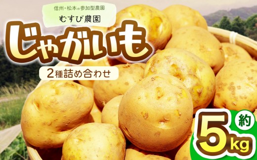 信州・むすび農園のじゃがいも2種詰め合わせ 約5kg | 農薬不使用 化学肥料不使用 植物性肥料 無農薬 旬の野菜 野菜 じゃがいも やさい 健康 長野県 松本市 2330168 - 長野県松本市