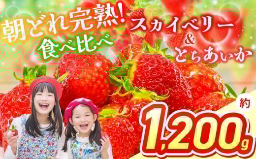 【2026年先行予約】スカイベリー＆とちあいか 食べ比べ 300g×2×2箱  | 果物 くだもの フルーツ 野菜 やさい ヤサイ 苺 イチゴ いちご とちあいか スカイベリー 食べ比べ 新鮮 甘い 数量 限定 美味しい 果物 フルーツ デザート 栃木県 那珂川町 送料無料