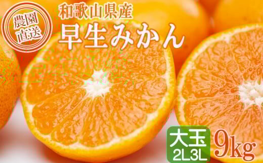 大玉みかん2L又は3Lサイズ 9kg[大粒早生みかん]11月中旬〜1月中旬産地直送|LLサイズ LLLサイズ 大きい 大きめ おおだま ミカン mikan 温州みかん わけあり 訳アリ 訳あり 家庭用 柑橘 蜜柑 和歌山県|北海道・沖縄・離島の配送不可