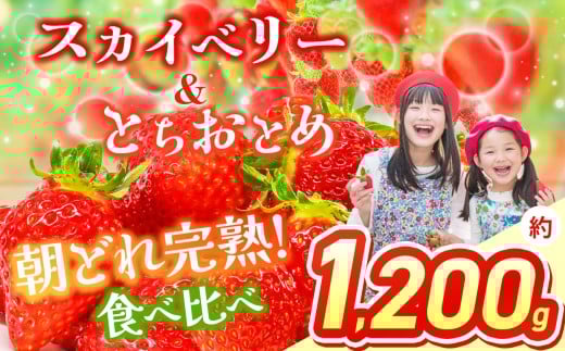 【2026年先行予約】 スカイベリー＆とちおとめ 食べ比べ 300g×2×2箱 | 果物 くだもの フルーツ 野菜 やさい ヤサイ 苺 イチゴ いちご とちおとめ スカイベリー 食べ比べ 新鮮 甘い 数量 限定 美味しい 果物 フルーツ デザート 栃木県 那珂川町 送料無料