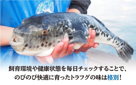 トラフグ ふぐ 鍋