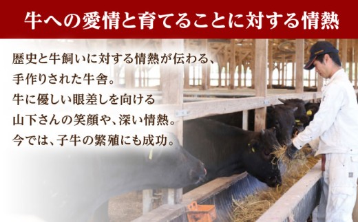 佐賀牛 A5 ヒレ サイコロステーキ 500g ( 250g×2パック ) 牛肉 ヒレステーキ 希少部位 フィレ フィレステーキ