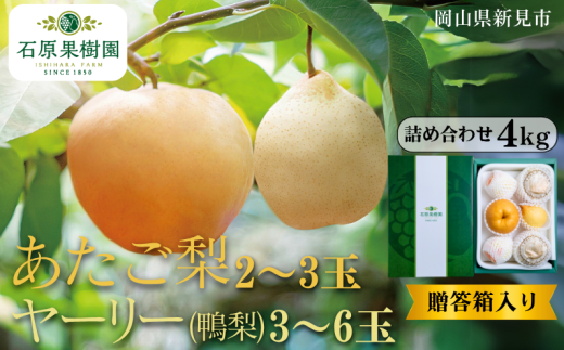 あたご梨2~3玉 ヤーリー (鴨梨) 3~6玉 詰め合わせ 約4kg 贈答箱【先行予約 2025年11月中旬から順次発送】 2260793 - 岡山県新見市