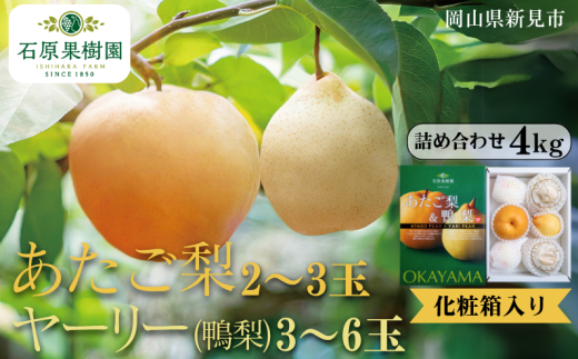 あたご梨2~3玉 ヤーリー (鴨梨) 3~6玉 詰め合わせ 約4kg 化粧箱【先行予約 2025年11月中旬から順次発送】 2260792 - 岡山県新見市