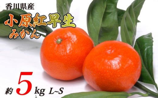 小原紅早生みかん 約5kg L~Sサイズ 常温 先行予約 フルーツ 果物 柑橘 小原紅早生 みかん ふるさと納税みかん 香川県 丸亀市