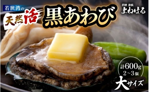 日本海若狭湾の 天然 活黒アワビ 計600g (2～3個) 大サイズ 鮮度抜群  刺身 お造り バター焼き BBQ 入手困難 あわび アワビ 鮑 クロアワビ 黒あわび [m17-g003] 1058803 - 福井県美浜町