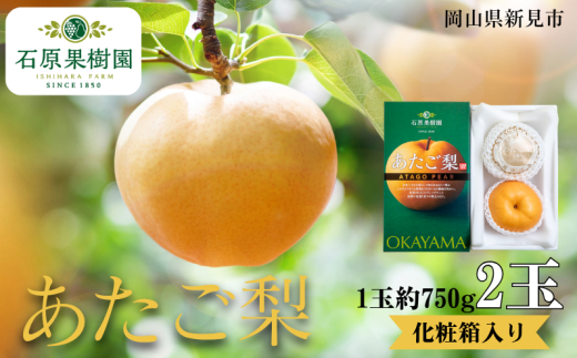 あたご梨 2玉 1玉約750g 化粧箱【先行予約 2025年11月中旬から順次発送】 2260778 - 岡山県新見市