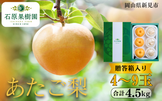 あたご梨 4~9玉 約4.5kg 贈答箱【先行予約 2025年11月中旬から順次発送】 2260782 - 岡山県新見市