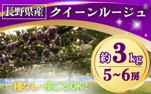 ぶどう クイーンルージュ® 約3kg(5~6房) 長野県オリジナル品種｜ 果物 フルーツ 赤ぶどう 葡萄 ブドウ 種無し 種なし 皮ごと 千曲市 長野県 信州 2136403 - 長野県千曲市