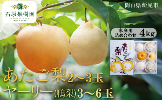 あたご梨2～3玉 ヤーリー (鴨梨) 3～6玉 詰め合わせ 約4kg 家庭用【先行予約 2025年11月中旬から順次発送】