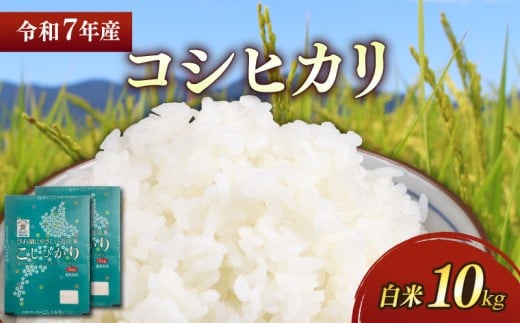 新米 令和7年 彦根産 コシヒカリ 10kg(5kg×2袋)こしひかり お米 白米 精米 米 こめ おこめ コメ ご飯 ごはん コシヒカリ おすすめ 送料無料 滋賀 彦根 ひこね 1480348 - 滋賀県彦根市