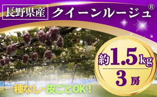 ぶどう クイーンルージュ® 約1.5kg(3房) 長野県オリジナル品種｜ 果物 フルーツ 赤ぶどう 葡萄 ブドウ 種無し 種なし 皮ごと 千曲市 長野県 信州 2136401 - 長野県千曲市