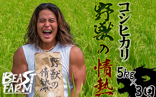 【令和7年産 新米早期予約】 コシヒカリ 5kg x 3回 8月下旬から発送 厳選 高知県産 新米 産地直送 米 お米 白米 精米 ごはん コシヒカリ ご飯 井上農園 高知県 須崎市 INN4000