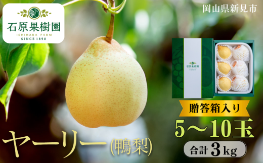 ヤーリー (鴨梨) 5～10玉 約3kg 贈答箱【先行予約 2025年11月中旬から順次発送】 2260785 - 岡山県新見市