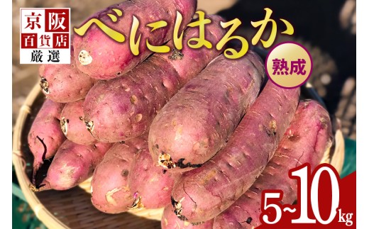 [京阪百貨店厳選]茨城県産べにはるか 選べる 5kg 10kg (熟成)[A品L〜2Lサイズ] [サイズ無選別品] 芋 さつま芋 サツマイモ さつまいも B18-SKU-002