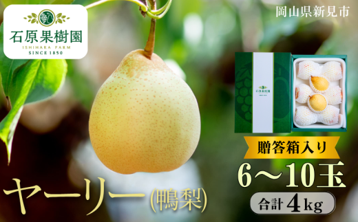ヤーリー (鴨梨) 6～10玉 約4kg 贈答箱【先行予約 2025年11月中旬から順次発送】
