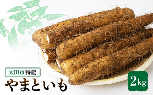 太田特産「やまといも」2kg×1箱【1402670】