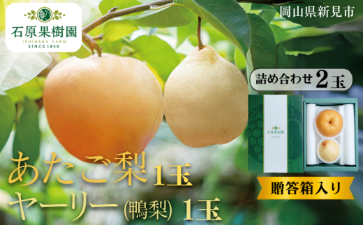 あたご梨1玉 ヤーリー (鴨梨) 1玉 詰め合わせ 2玉 贈答箱【先行予約 2025年11月中旬から順次発送】 2260789 - 岡山県新見市