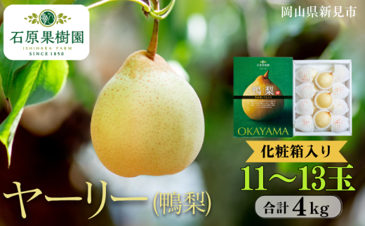 ヤーリー (鴨梨) 11~13玉 約4kg 化粧箱【先行予約 2025年11月中旬から順次発送】 2260786 - 岡山県新見市