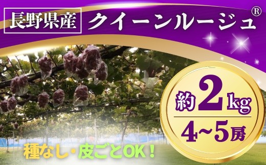 ぶどう クイーンルージュ® 約2kg(4~5房) 長野県オリジナル品種｜ 果物 フルーツ 赤ぶどう 葡萄 ブドウ 種無し 種なし 皮ごと 千曲市 長野県 信州 2136402 - 長野県千曲市