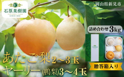 あたご梨2～3玉 ヤーリー (鴨梨) 3～4玉 詰め合わせ 約3kg 贈答箱【先行予約 2025年11月中旬から順次発送】 2260791 - 岡山県新見市