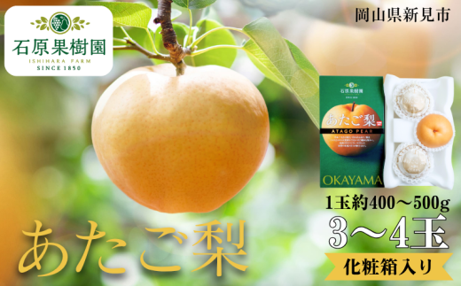 あたご梨 3~4玉 1玉約400~500g 化粧箱【先行予約 2025年11月中旬から順次発送】 2260777 - 岡山県新見市