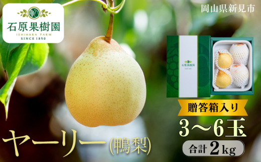 ヤーリー (鴨梨) 3~6玉 約2kg 贈答箱【先行予約 2025年11月中旬から順次発送】 2260784 - 岡山県新見市